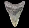 Bargain, Megalodon Tooth - North Carolina #80815-1